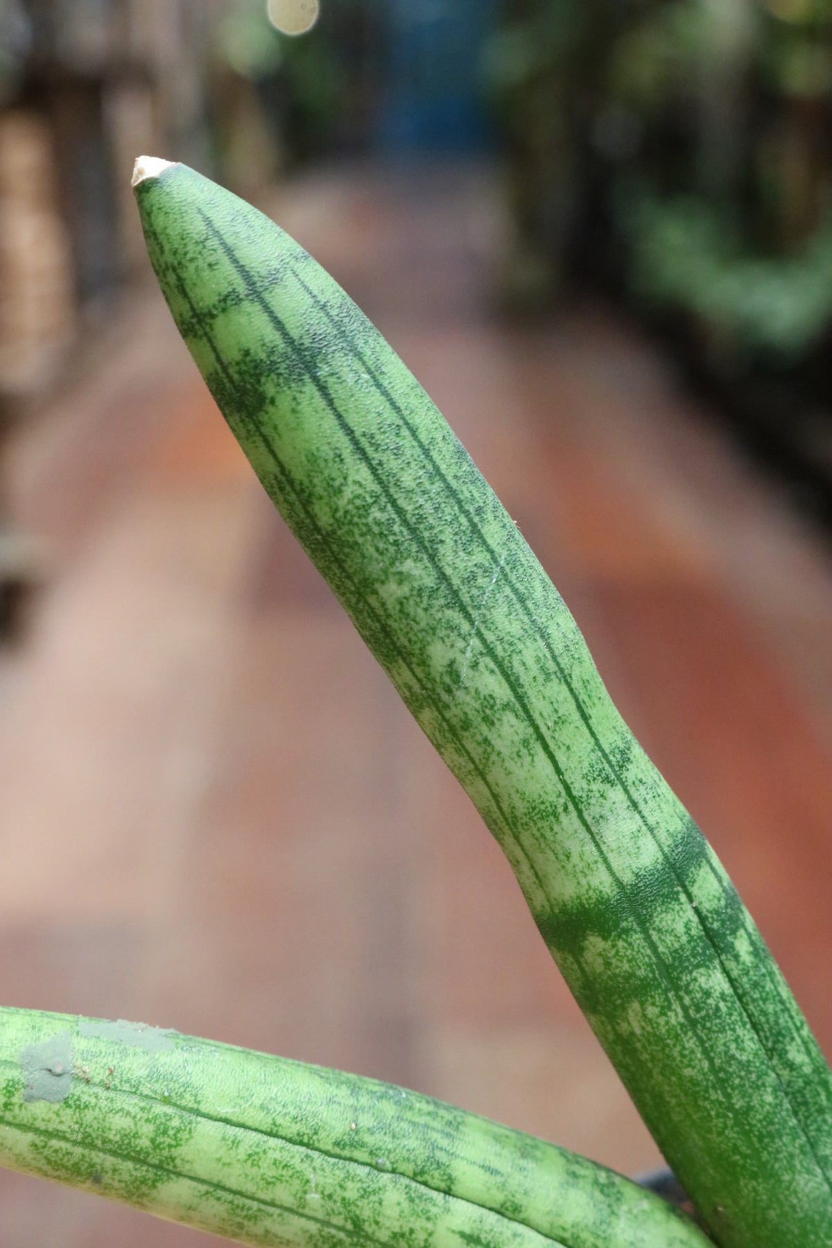 Sansevieria 'Skyline'