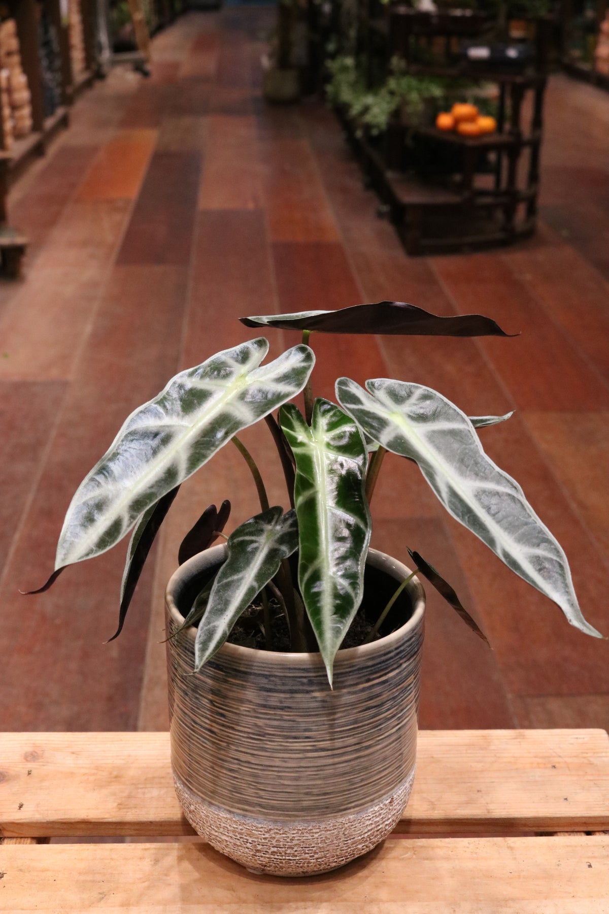 Alocasia amazonica