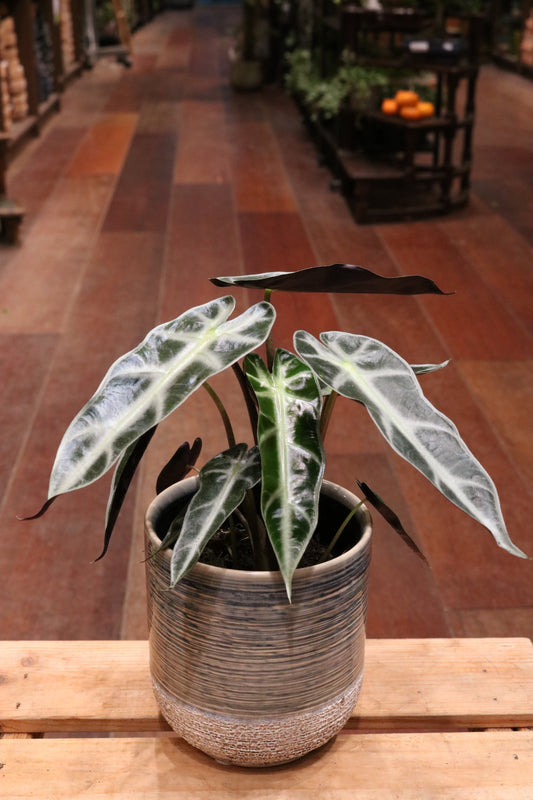 Alocasia amazonica