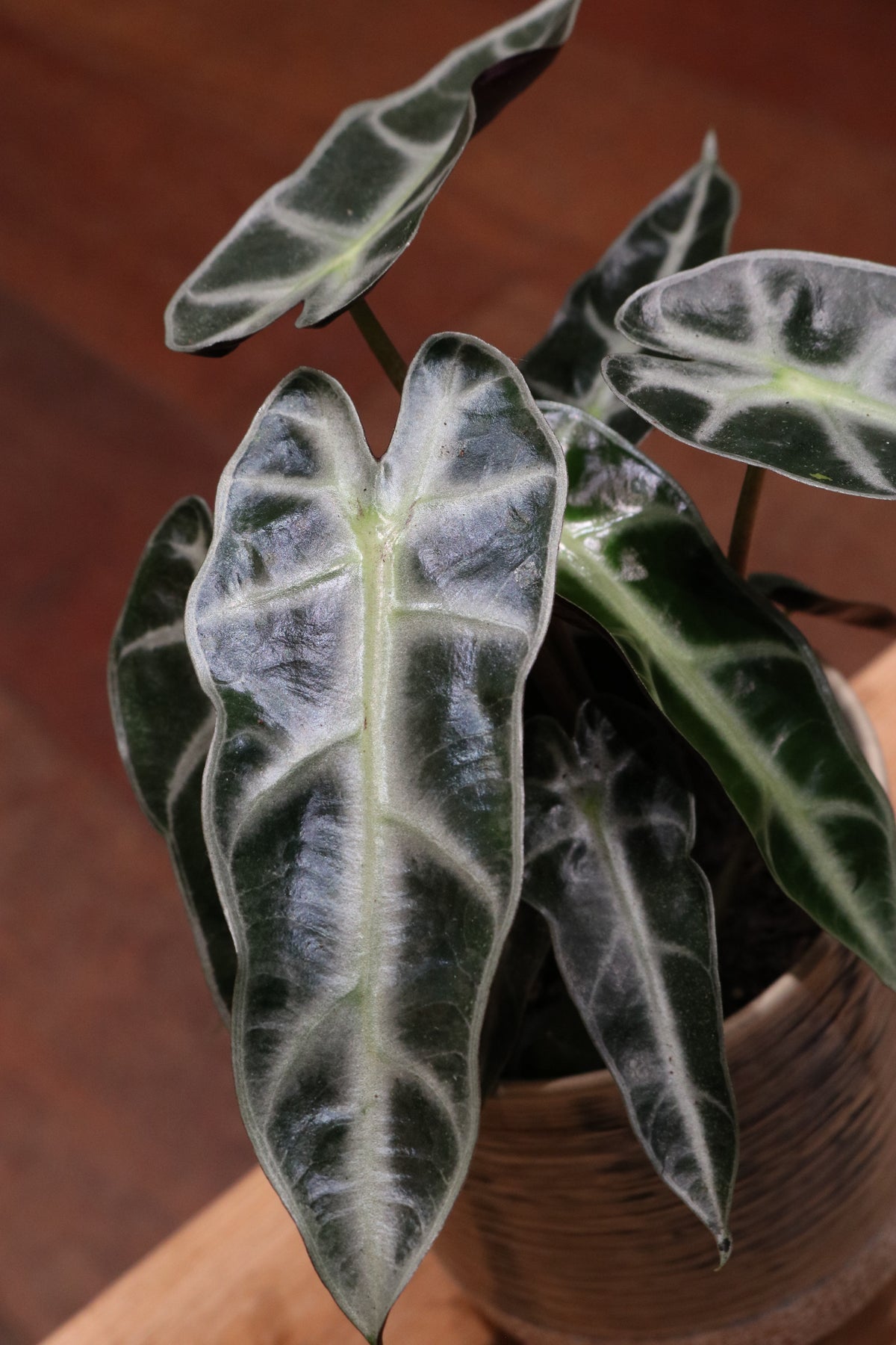 Alocasia amazonica