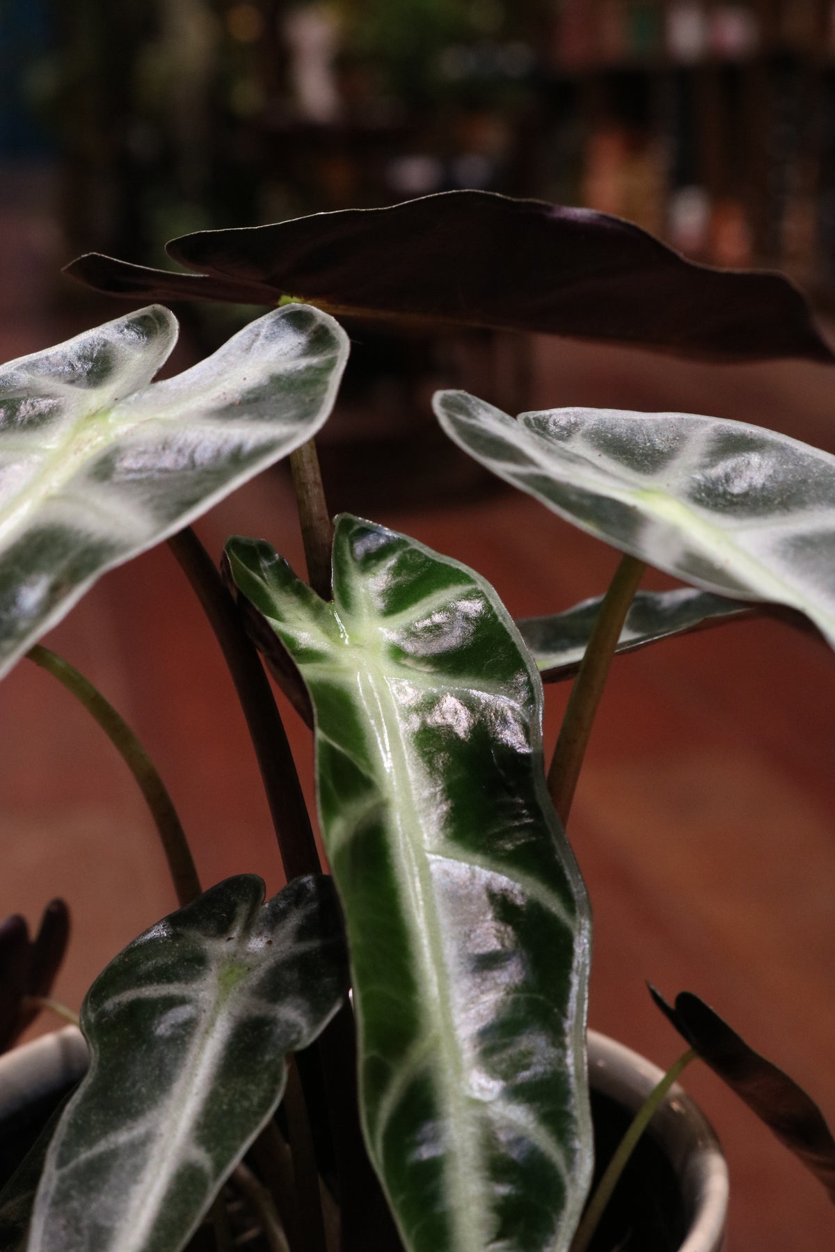 Alocasia amazonica