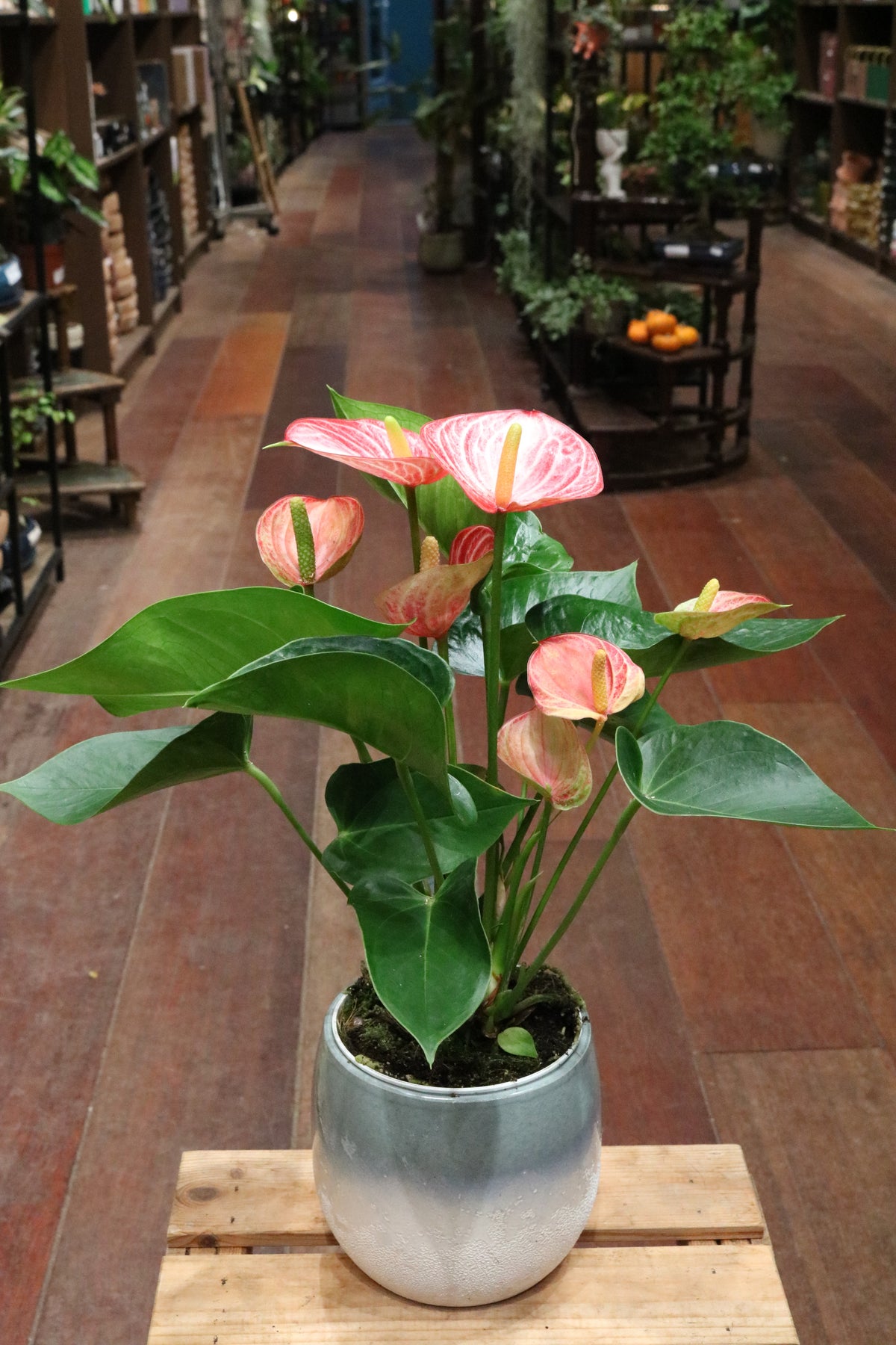 Anthurium 'Livium Brillante'