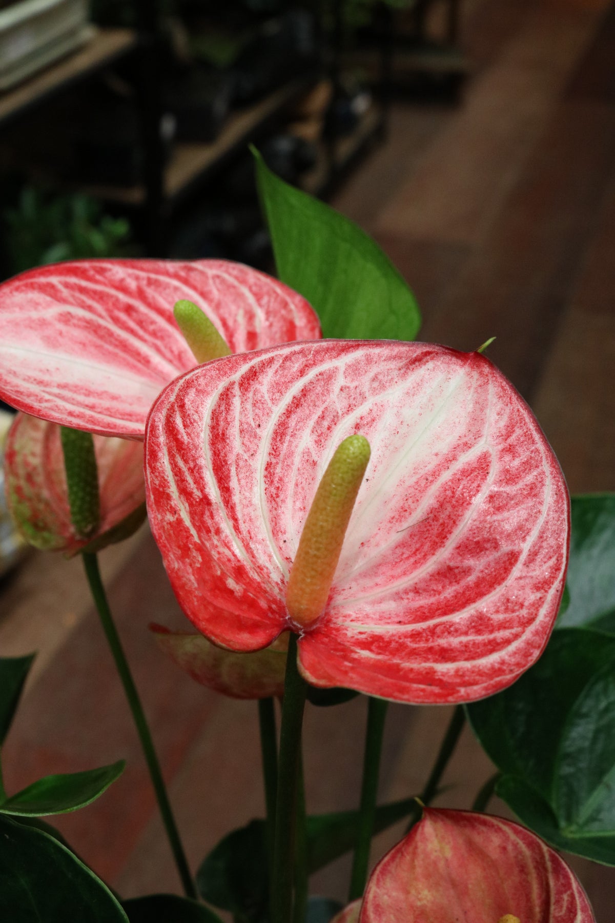 Anthurium 'Livium Brillante'