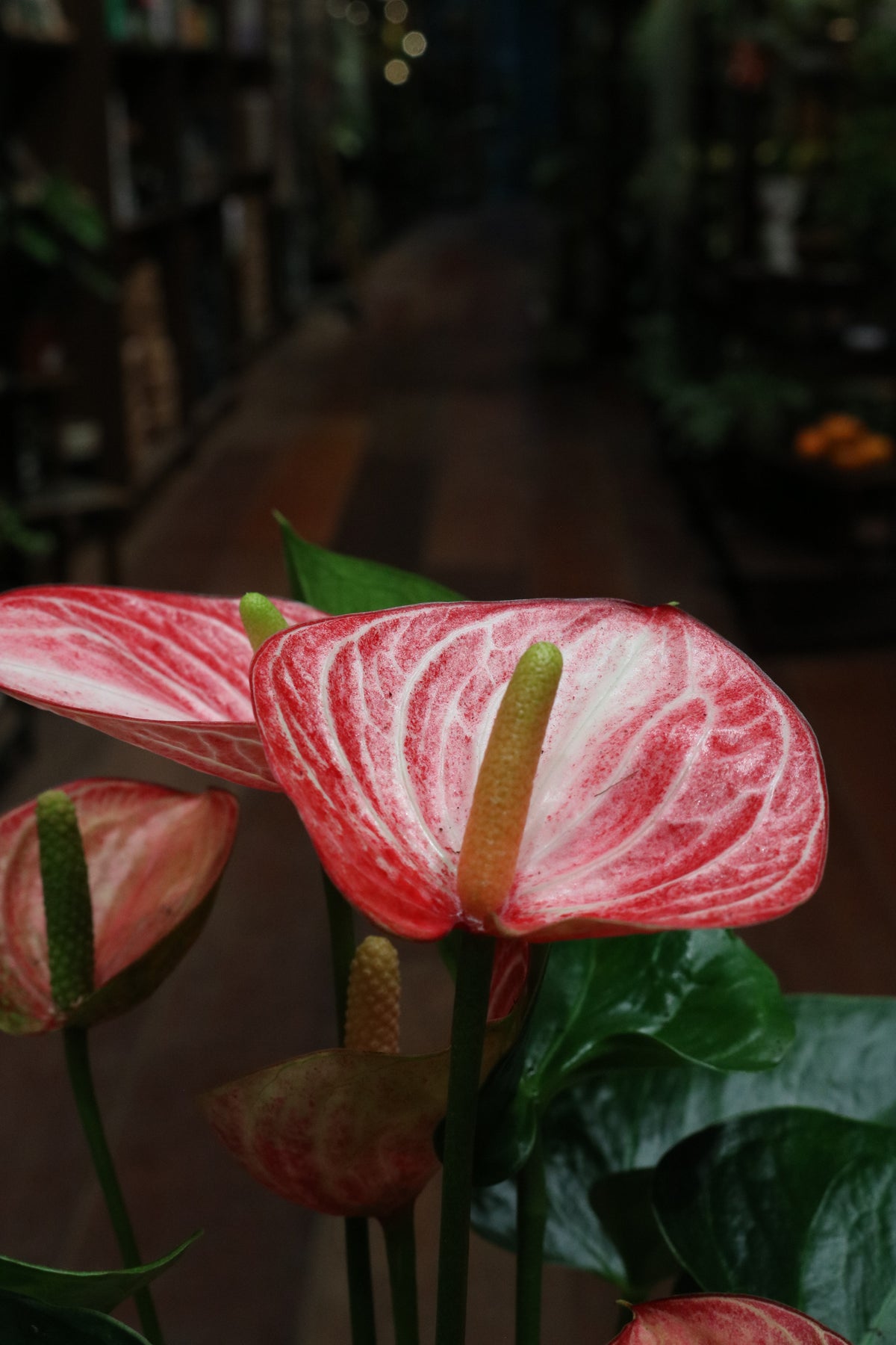 Anthurium 'Livium Brillante'