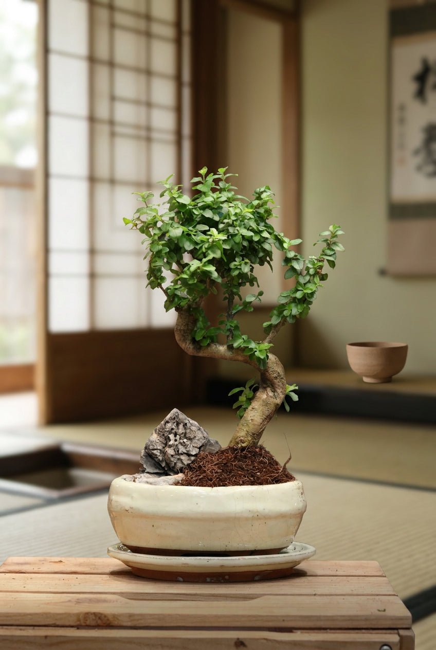 Ligustrum Bonsai (small)