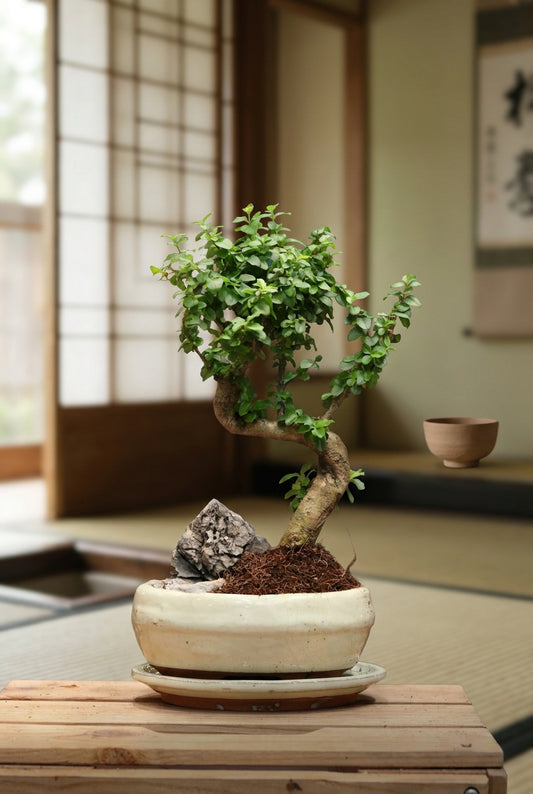 Ligustrum Bonsai (small)