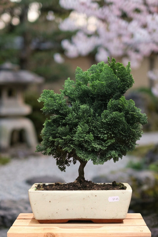 Hinoki Cypress Bonsai