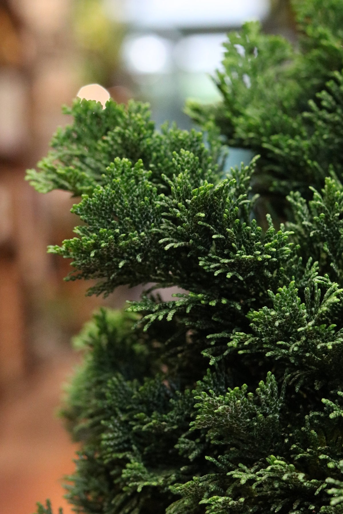 Hinoki Cypress Bonsai
