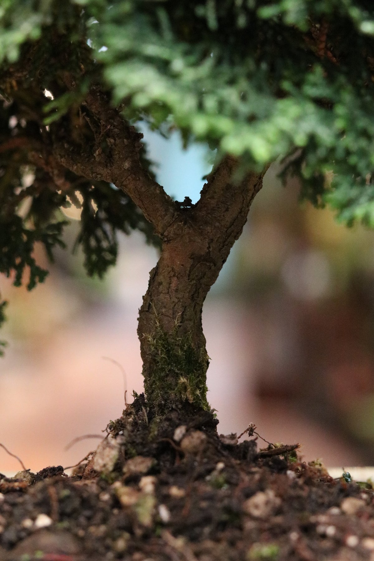 Hinoki Cypress Bonsai