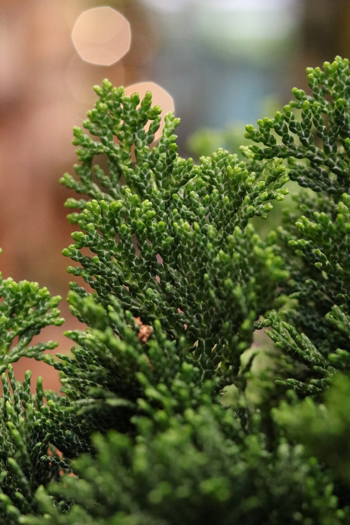 Hinoki Cypress Bonsai