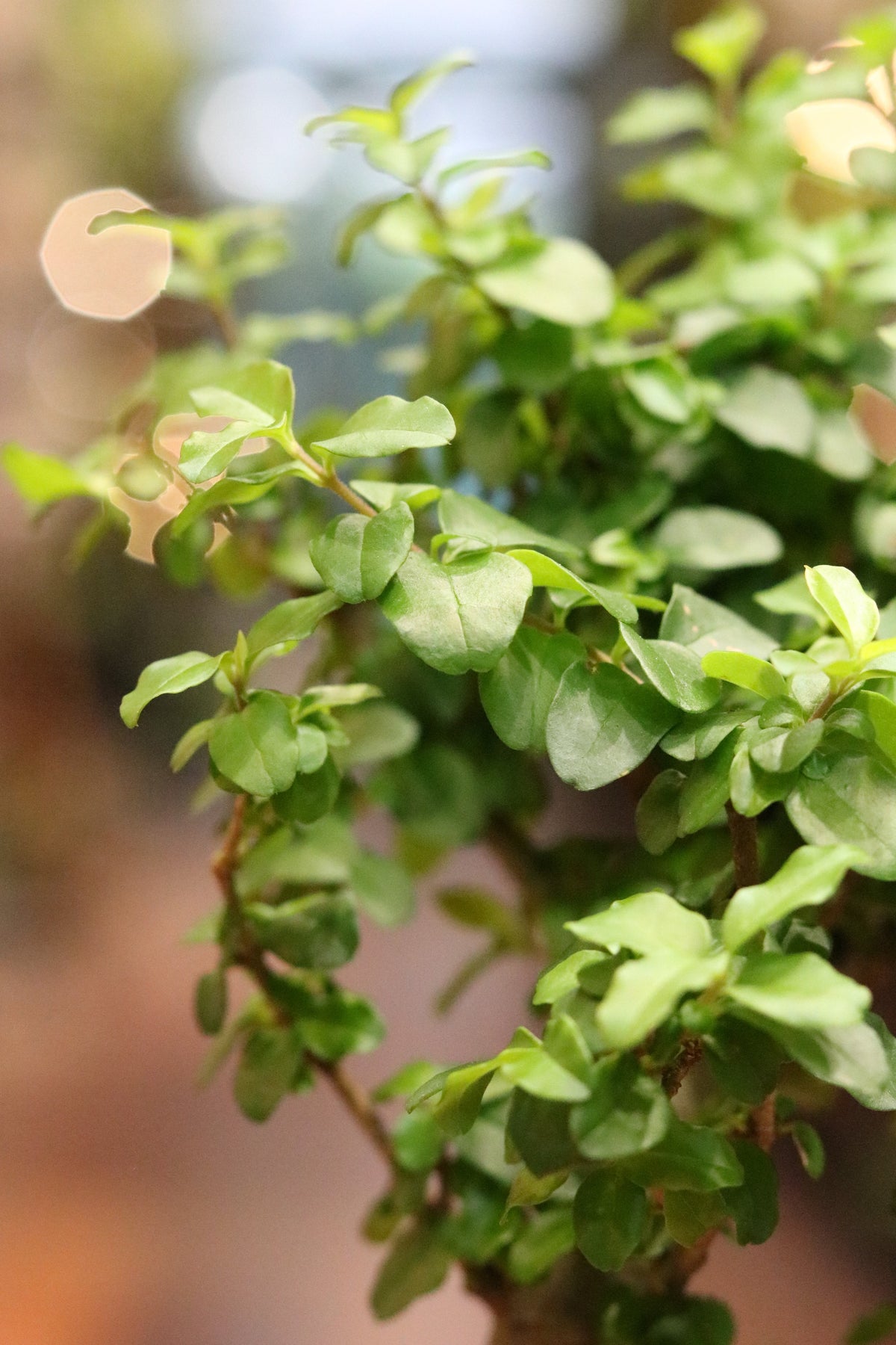 Ligustrum Bonsai (small)