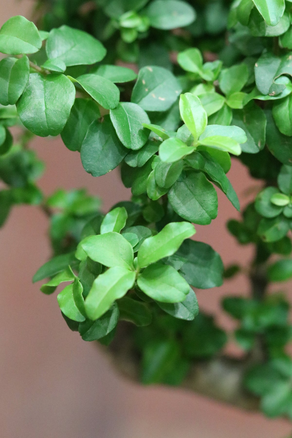 Ligustrum Bonsai (small)
