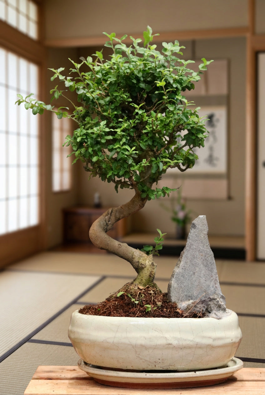 Ligustrum Bonsai with rock