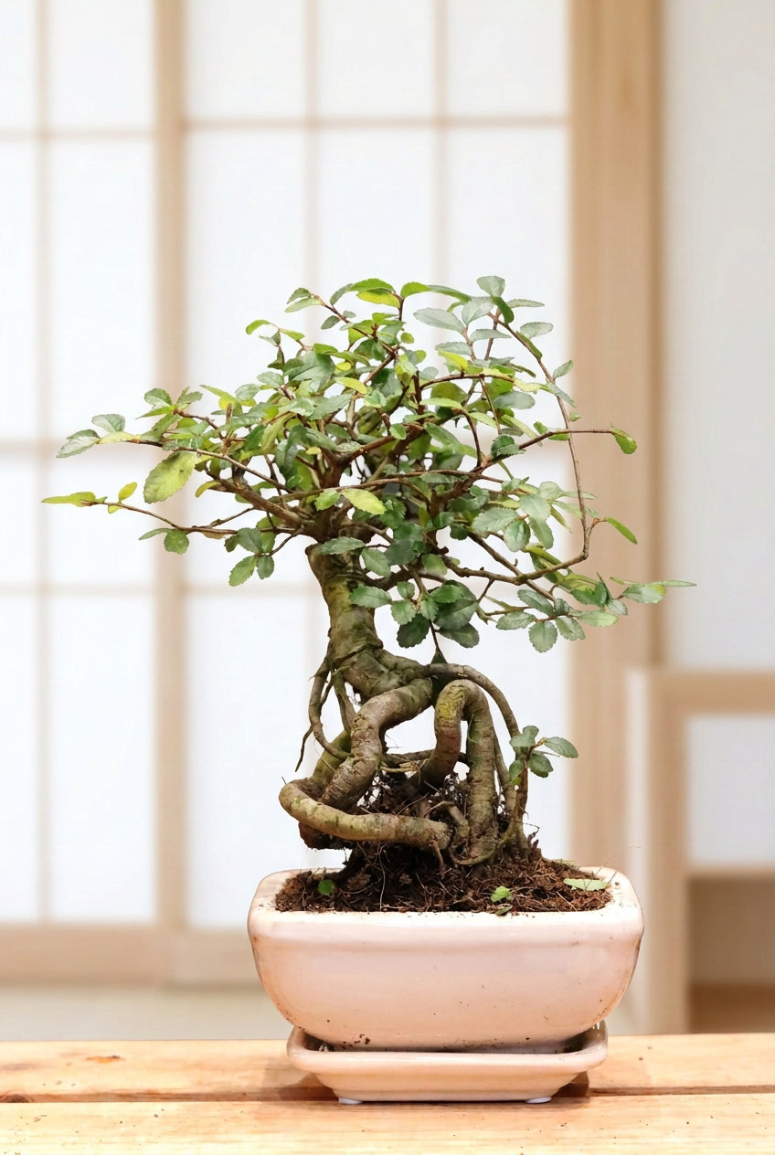Chinese Elm Bonsai (mini)