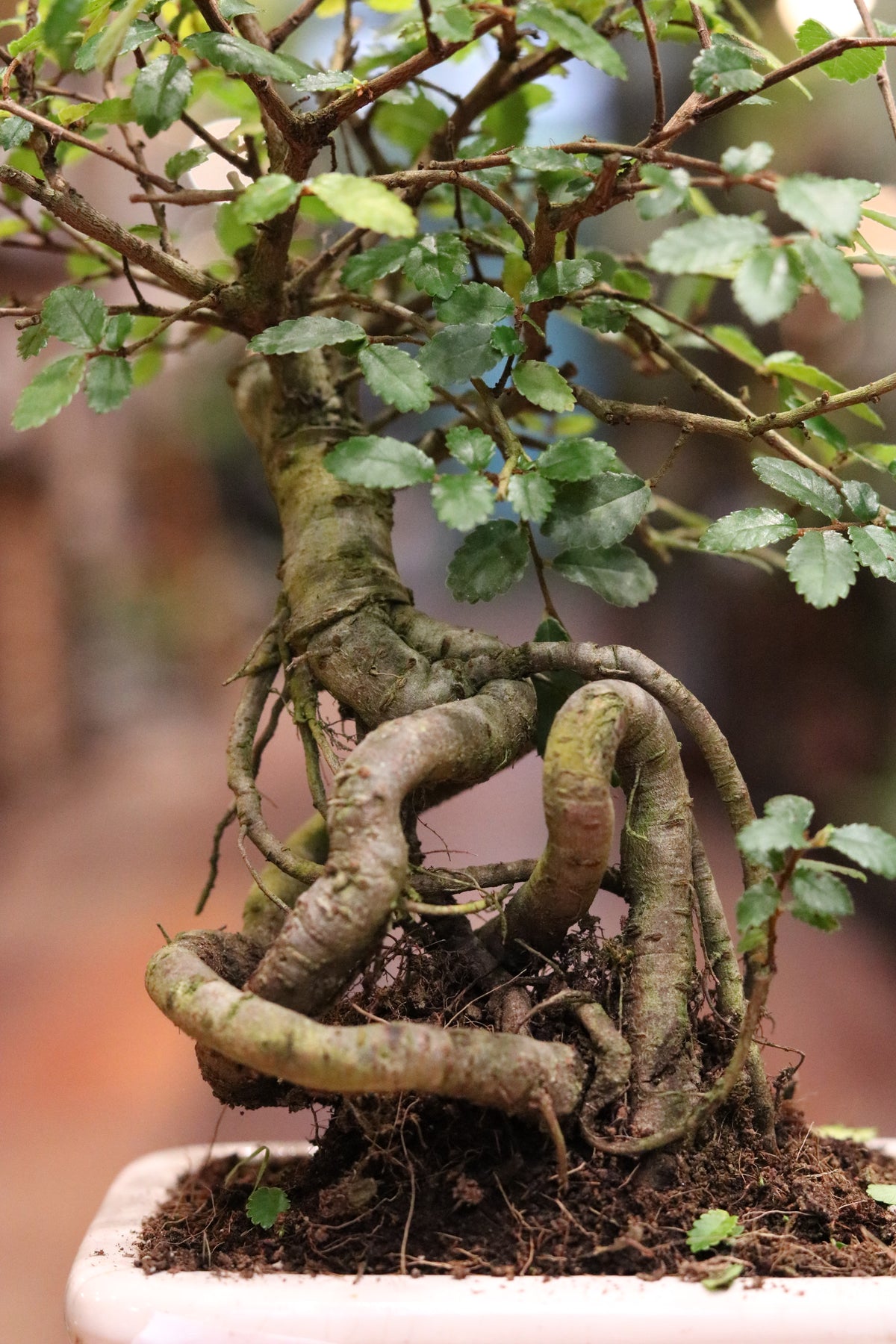 Chinese Elm Bonsai (mini)