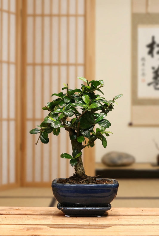 Carmona Bonsai (mini)
