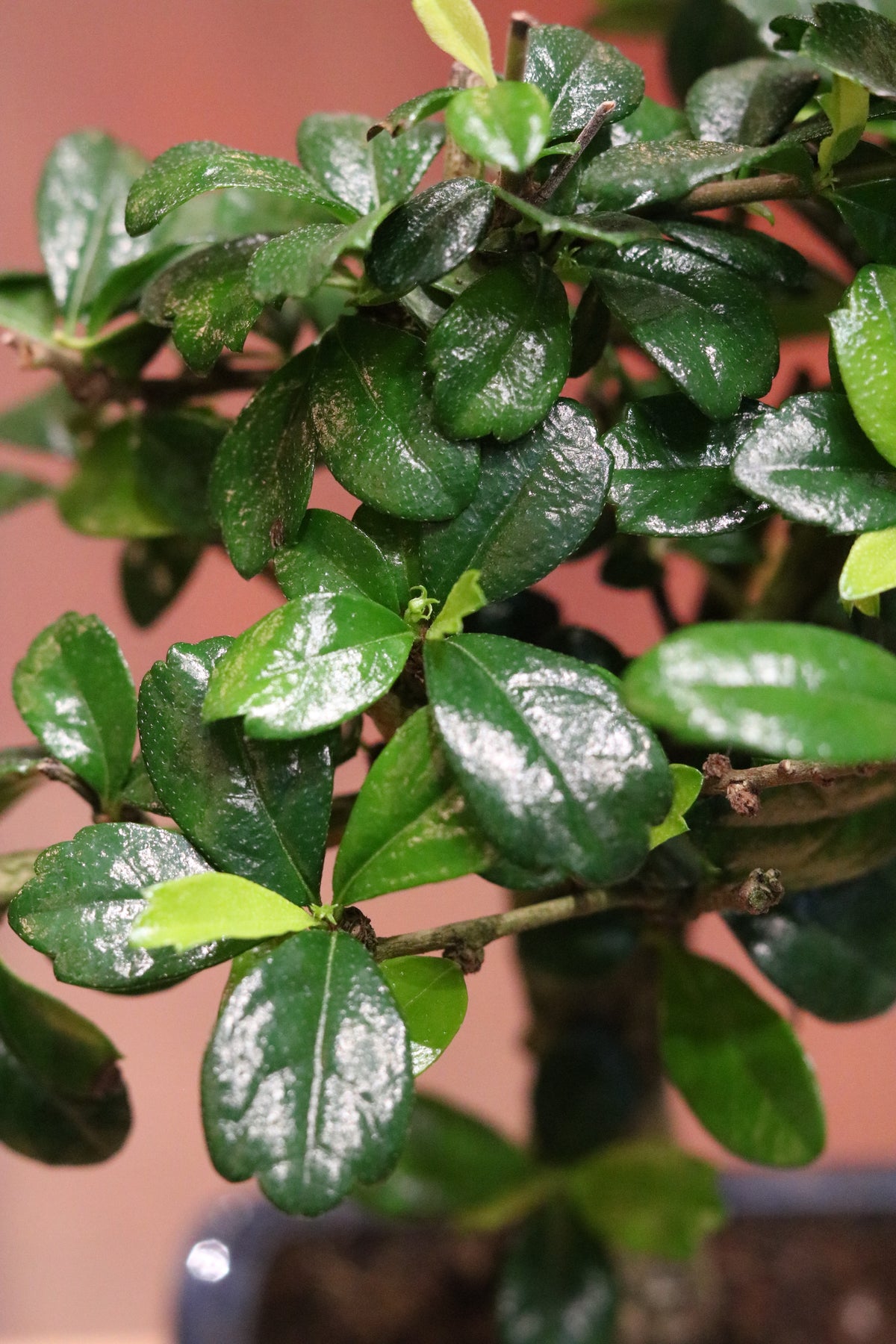 Carmona Bonsai (mini)