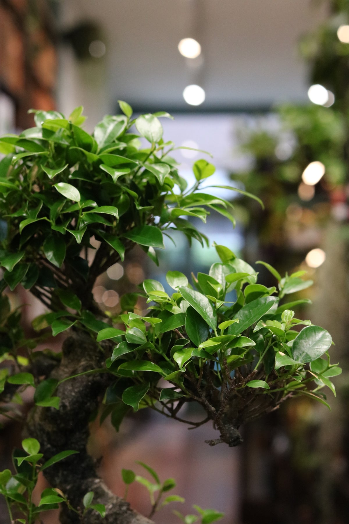 Ficus Bonsai (in rounded pot)