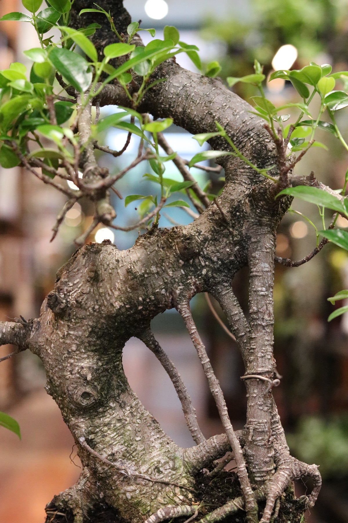 Ficus Bonsai (in rounded pot)