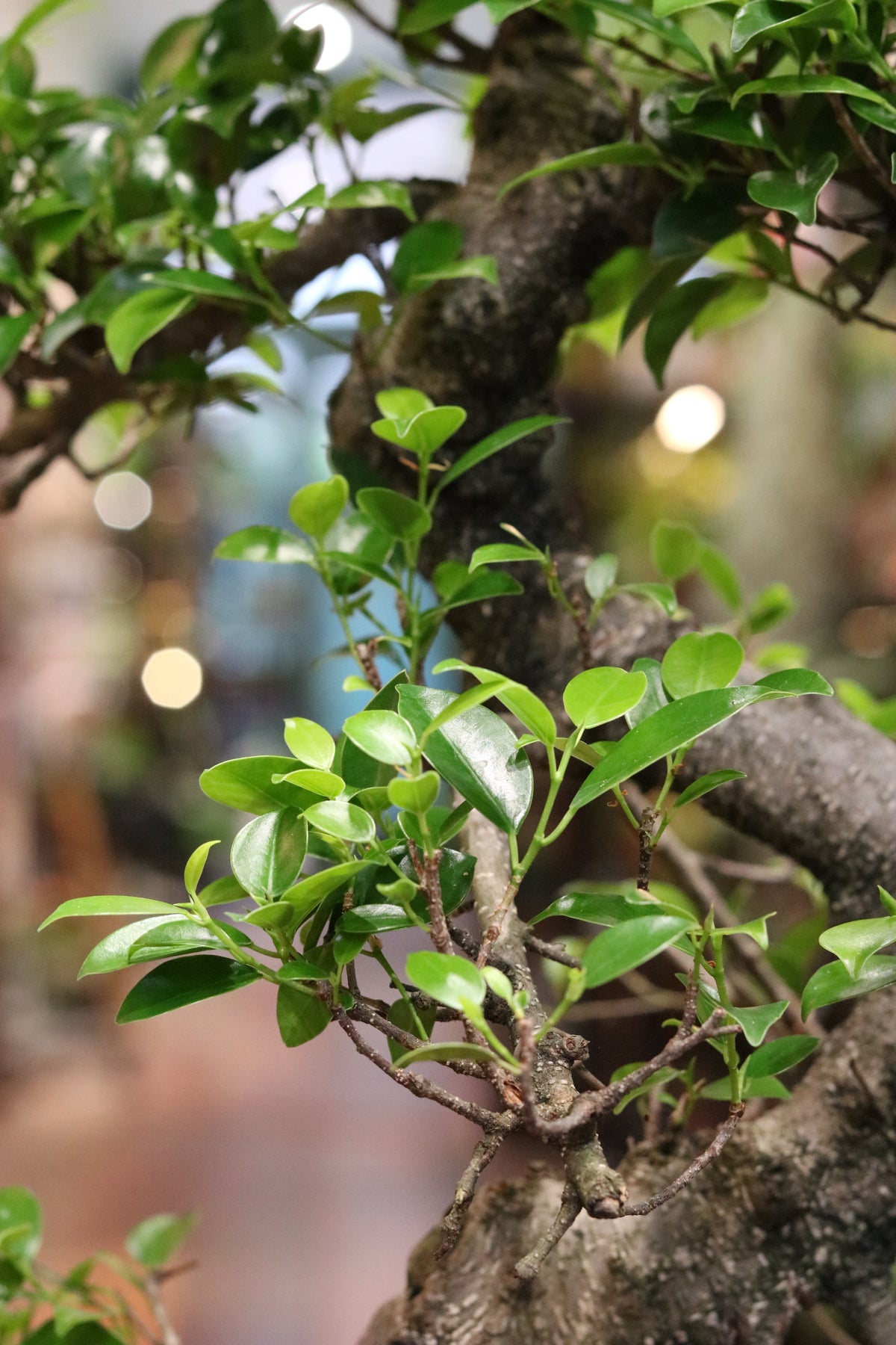 Ficus Bonsai (in rounded pot)