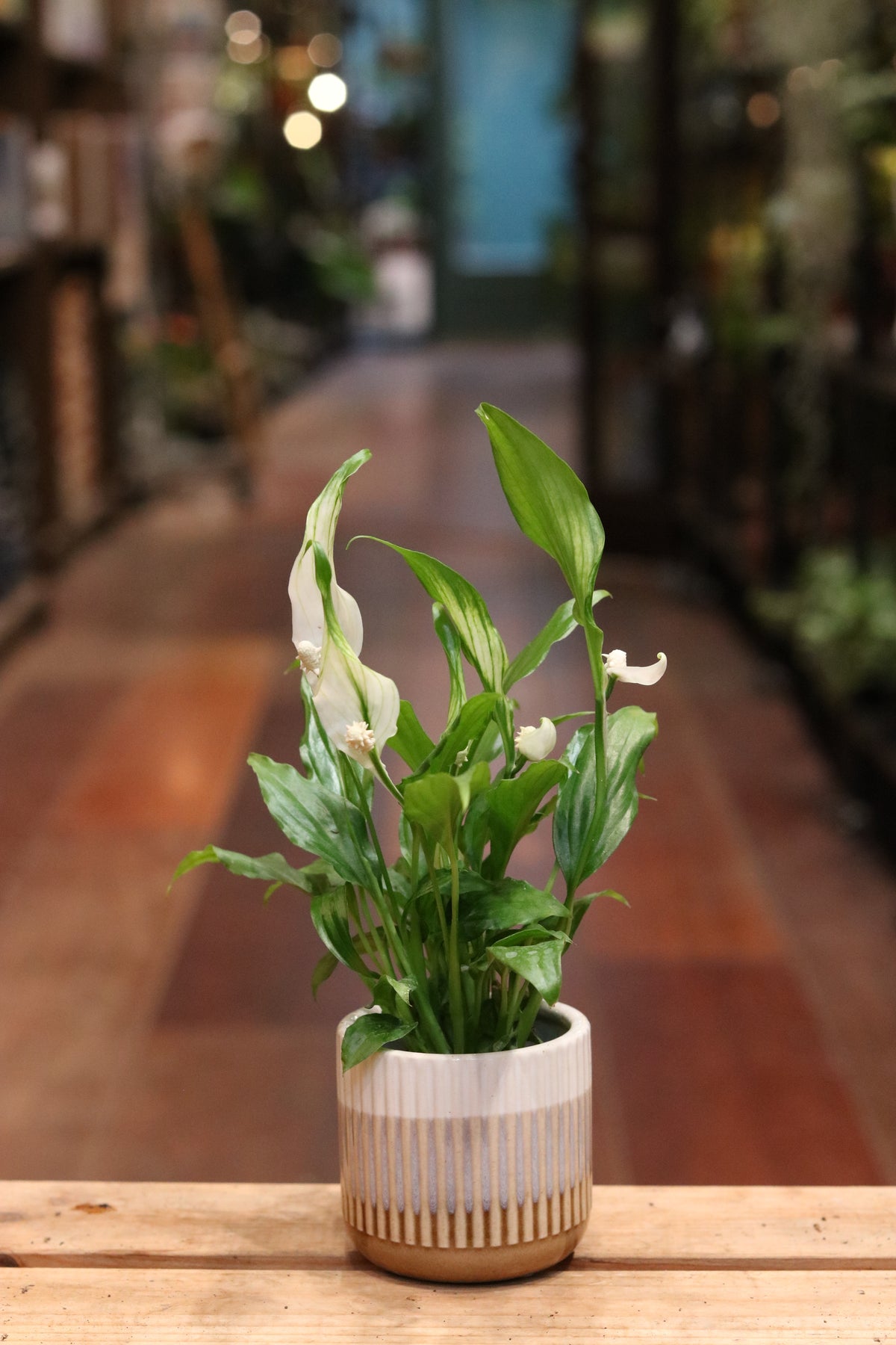 Peace Lily (small)