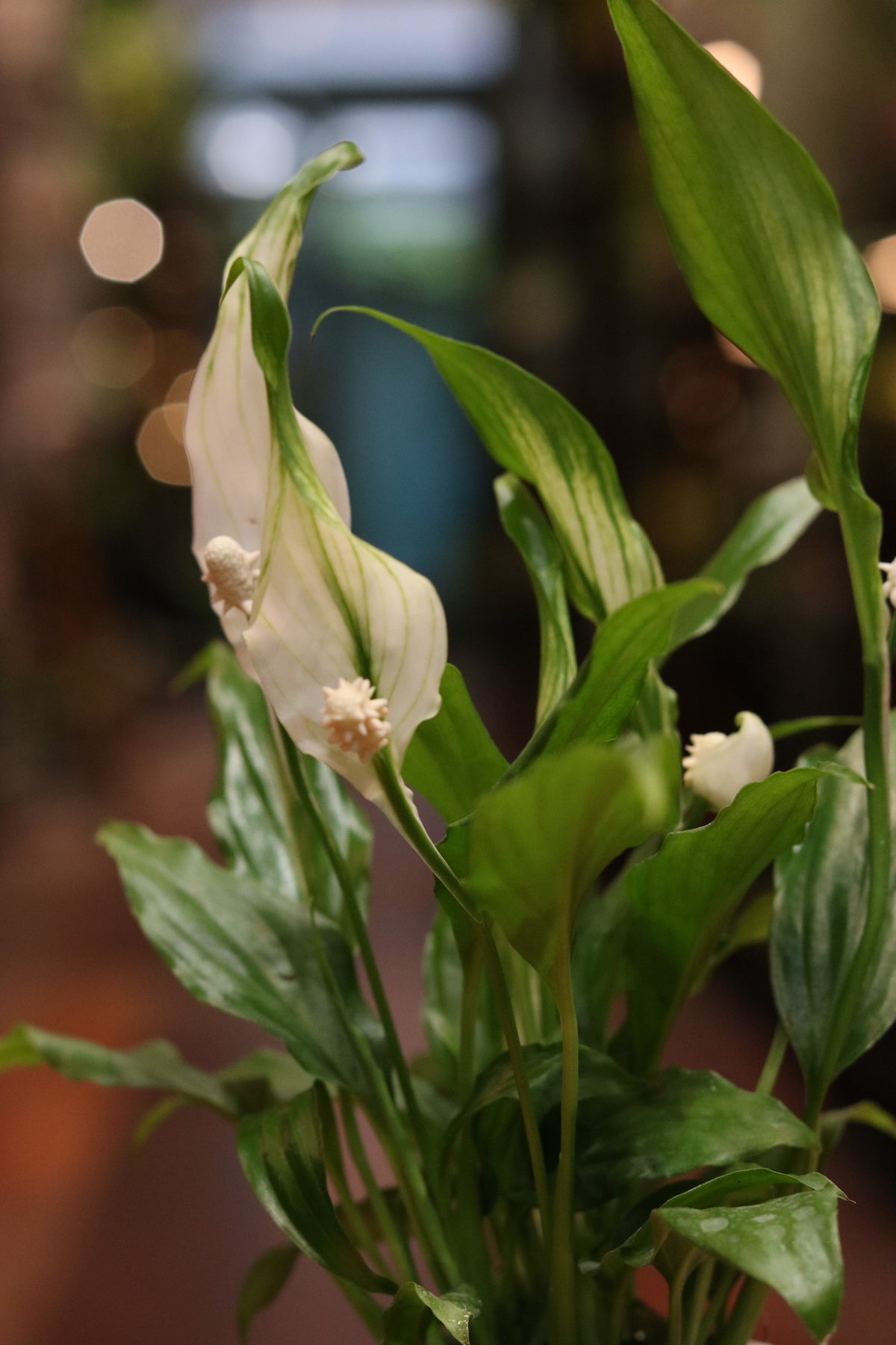 Peace Lily (small)