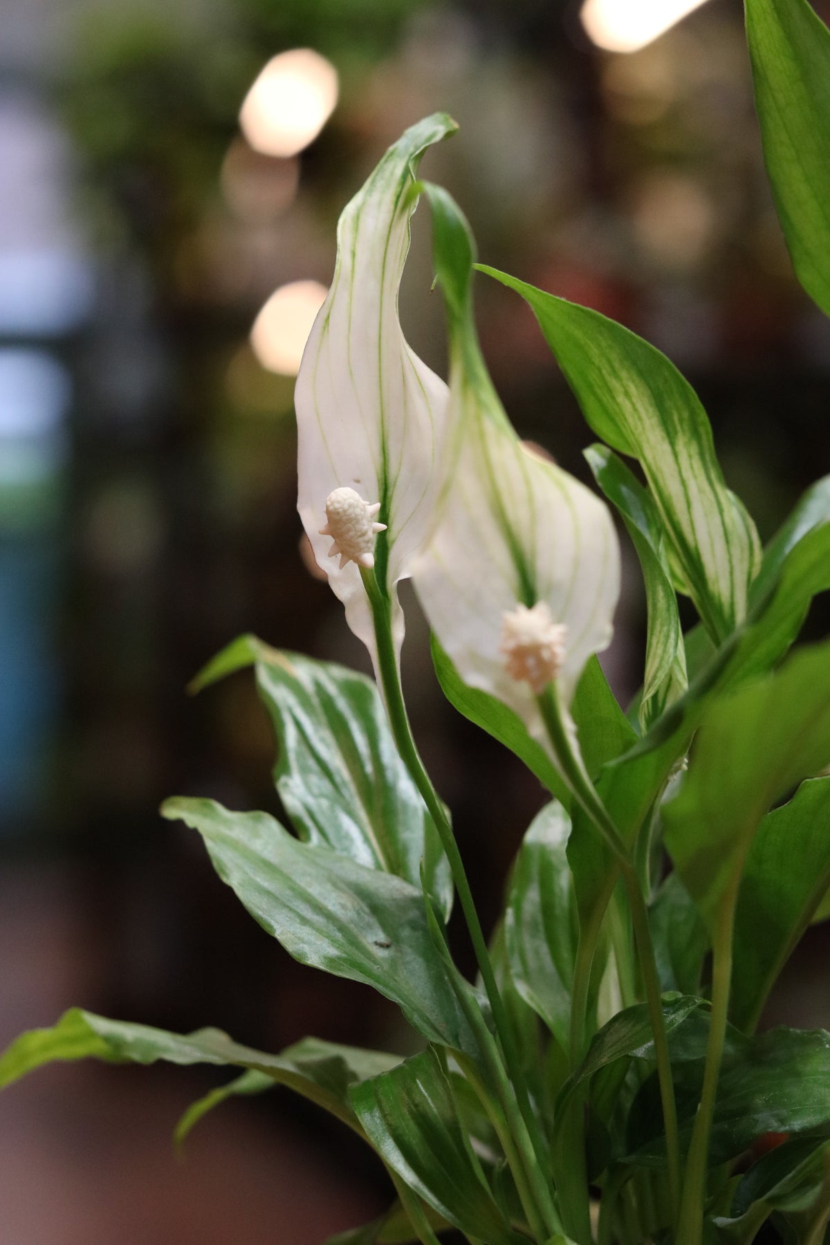 Peace Lily (small)