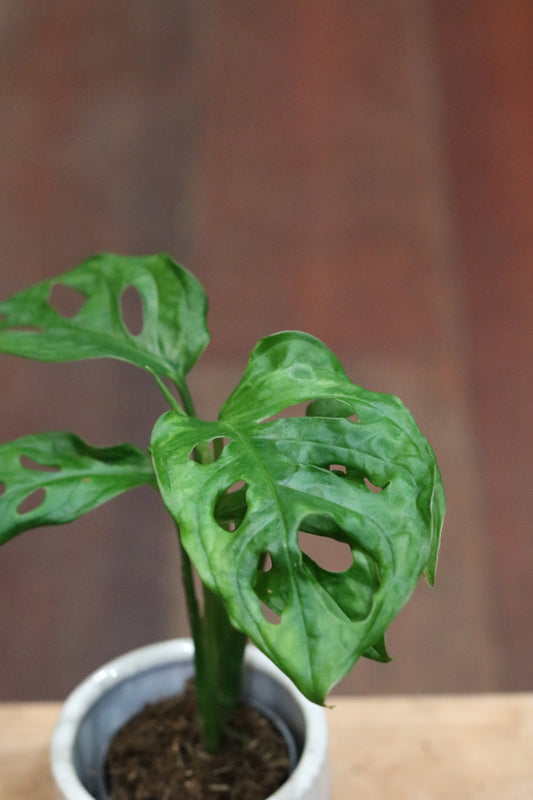 Monstera Obliqua 'Monkey Mask' (mini)