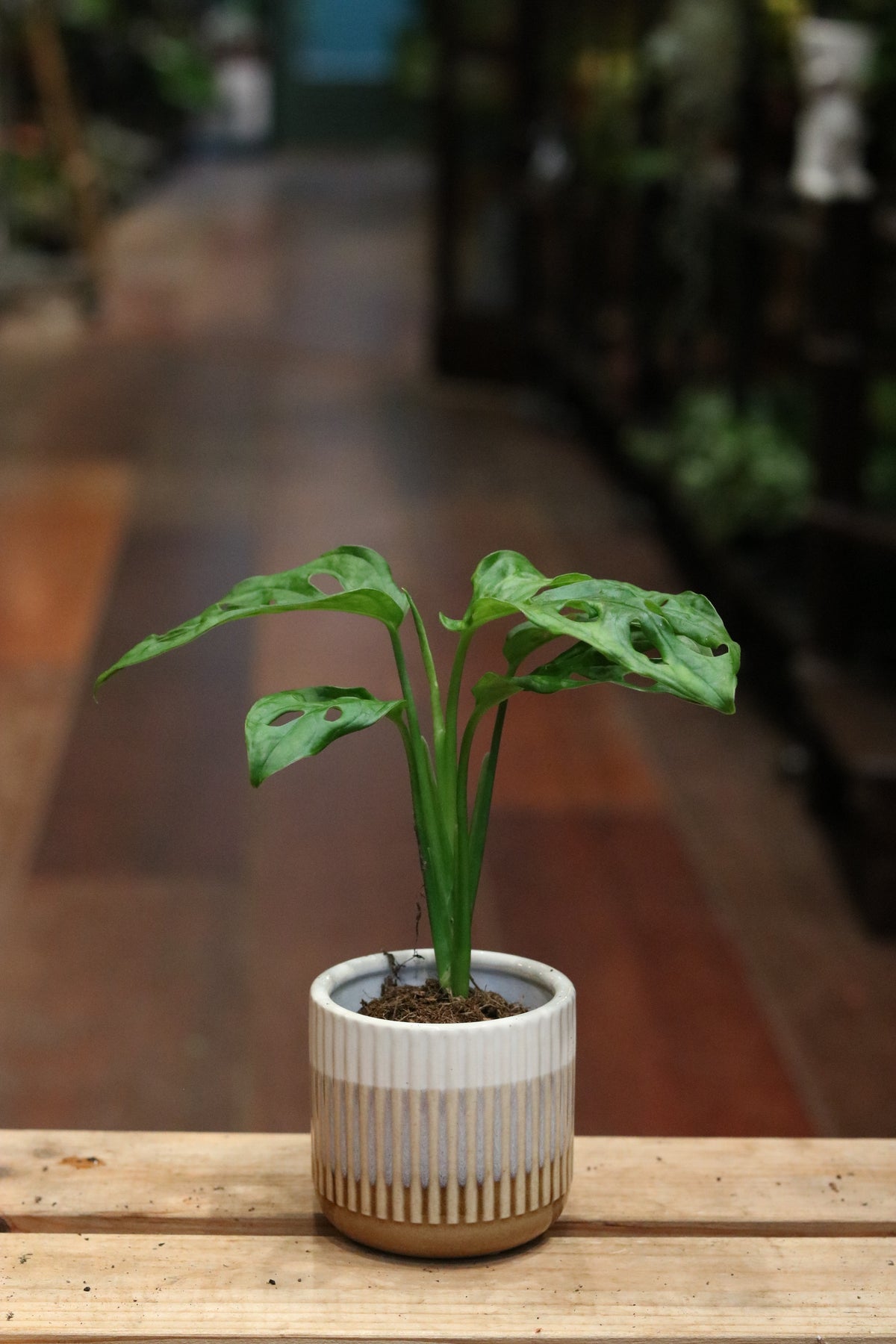 Monstera Obliqua 'Monkey Mask' (mini)