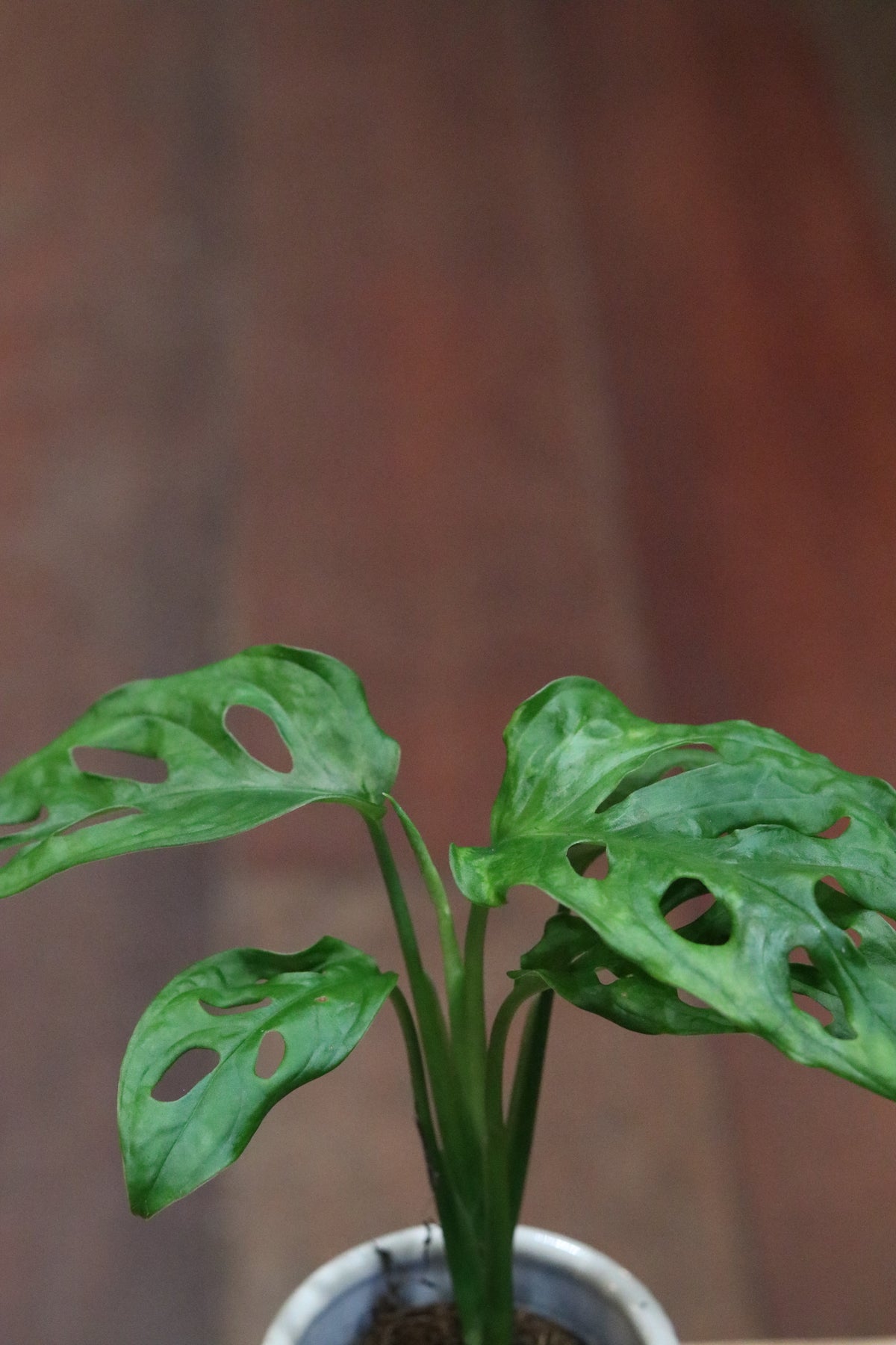 Monstera Obliqua 'Monkey Mask' (mini)