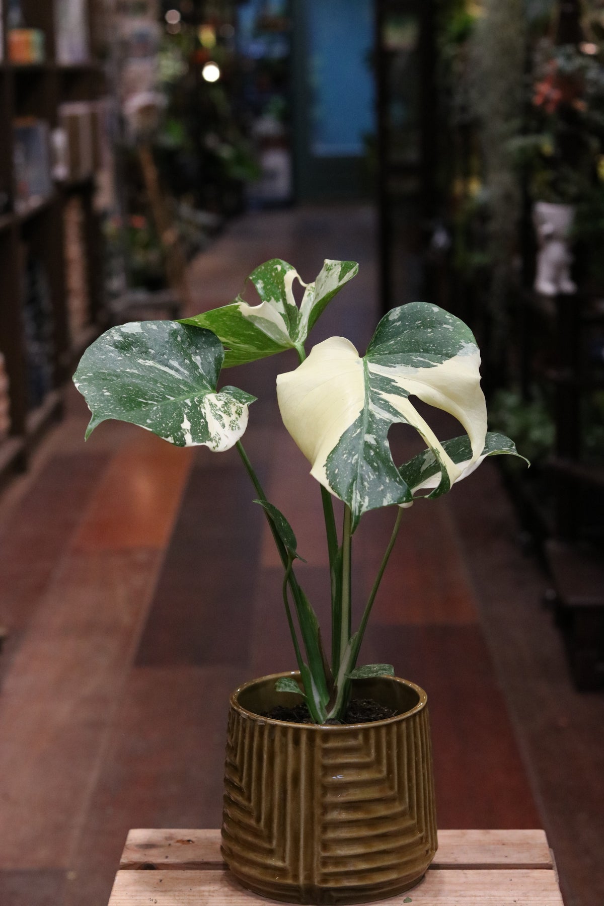 Monstera deliciosa 'Thai Constellation' (medium)