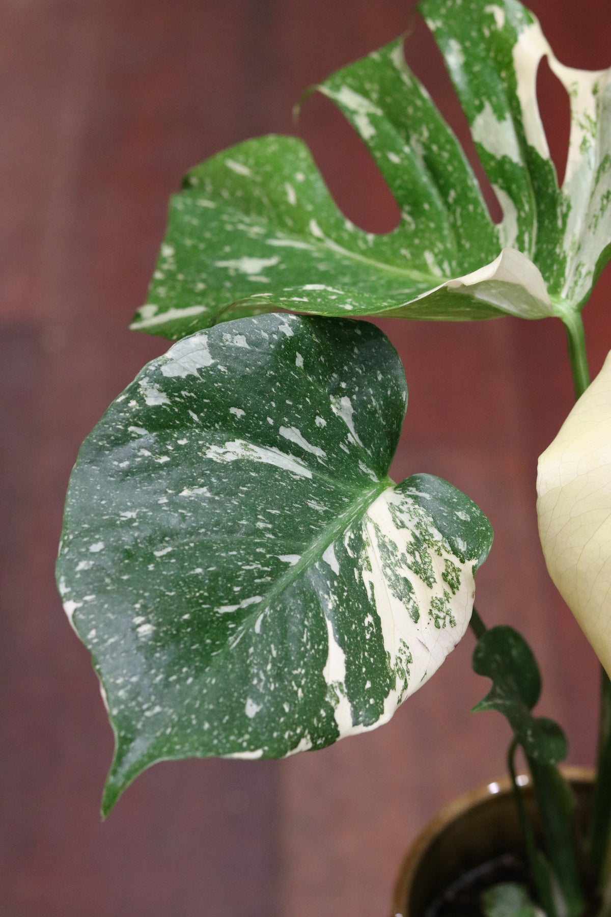 Monstera deliciosa 'Thai Constellation' (medium)