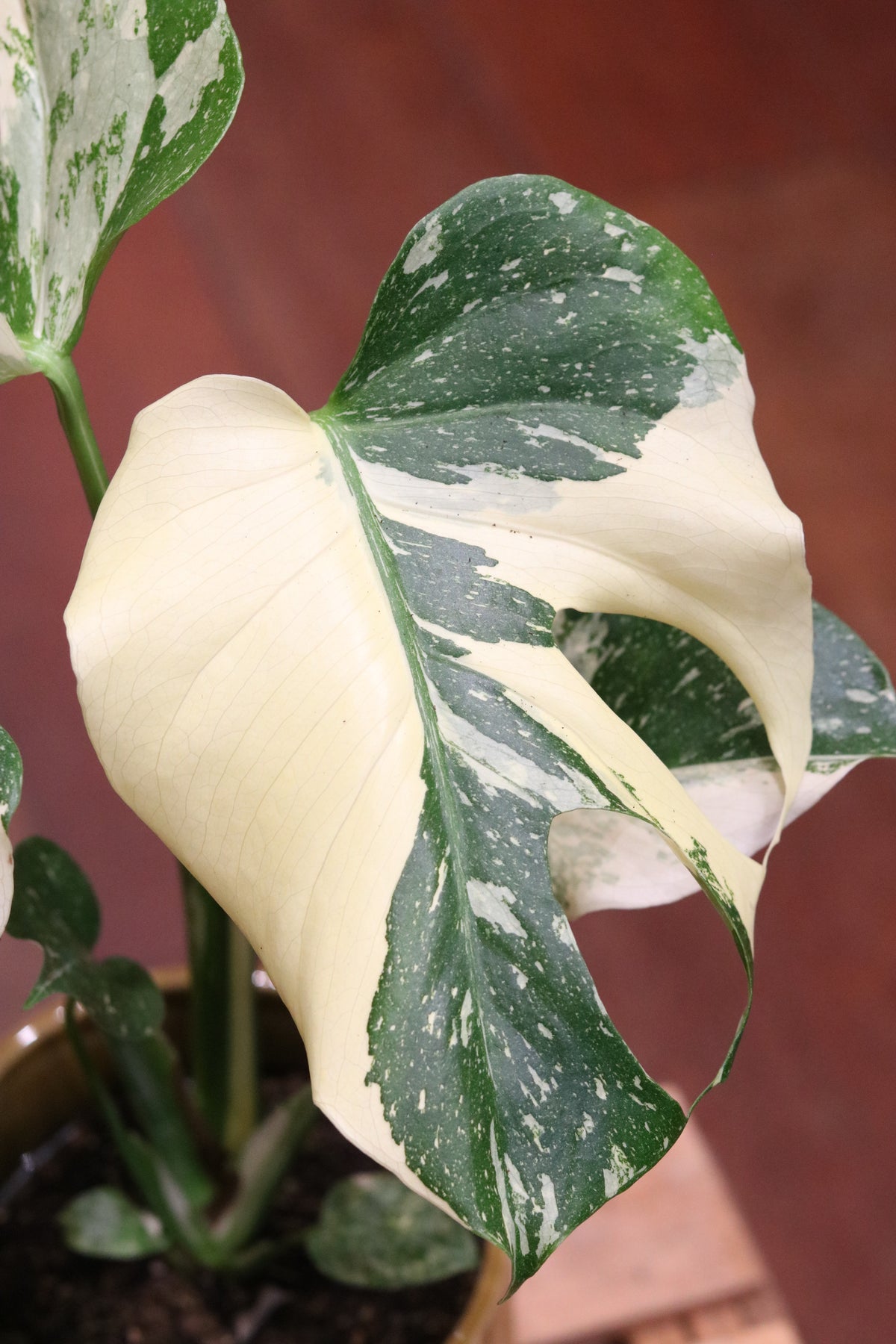 Monstera deliciosa 'Thai Constellation' (medium)