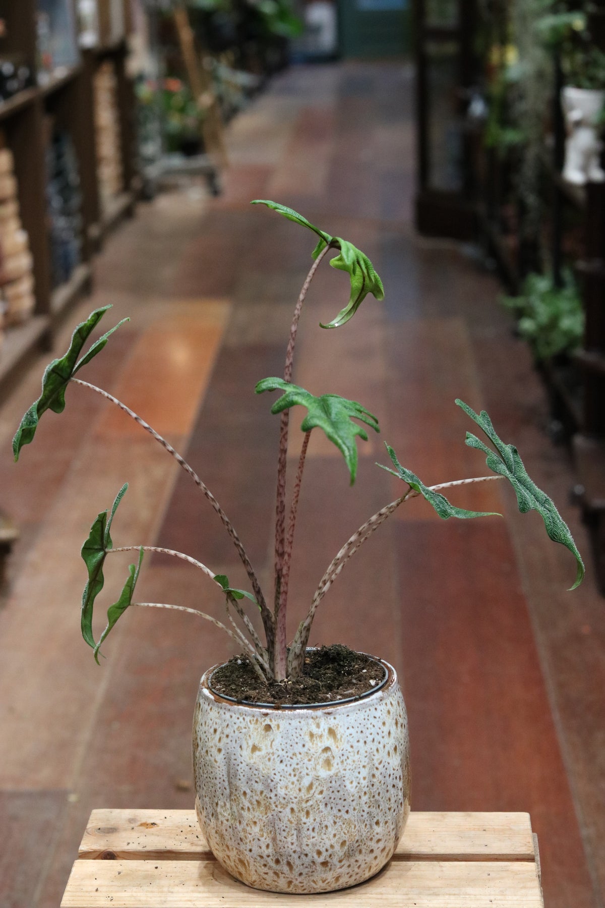 Alocasia Zebrina