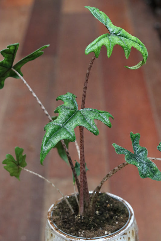 Alocasia Zebrina