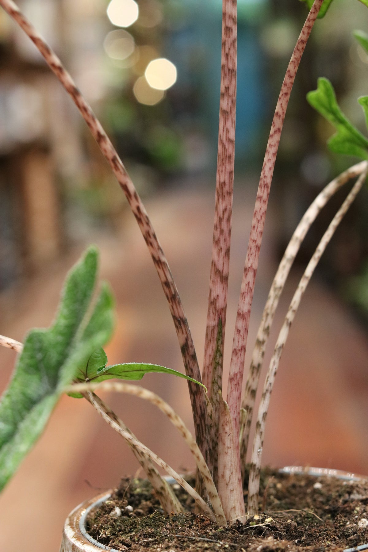 Alocasia Zebrina