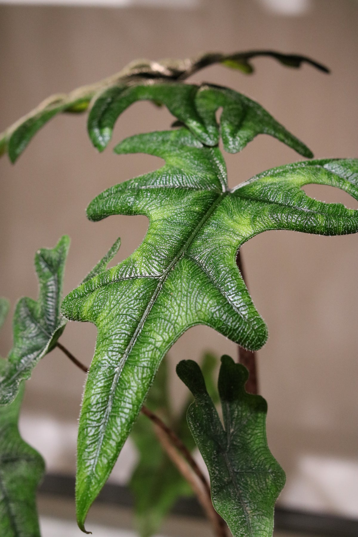Alocasia Zebrina