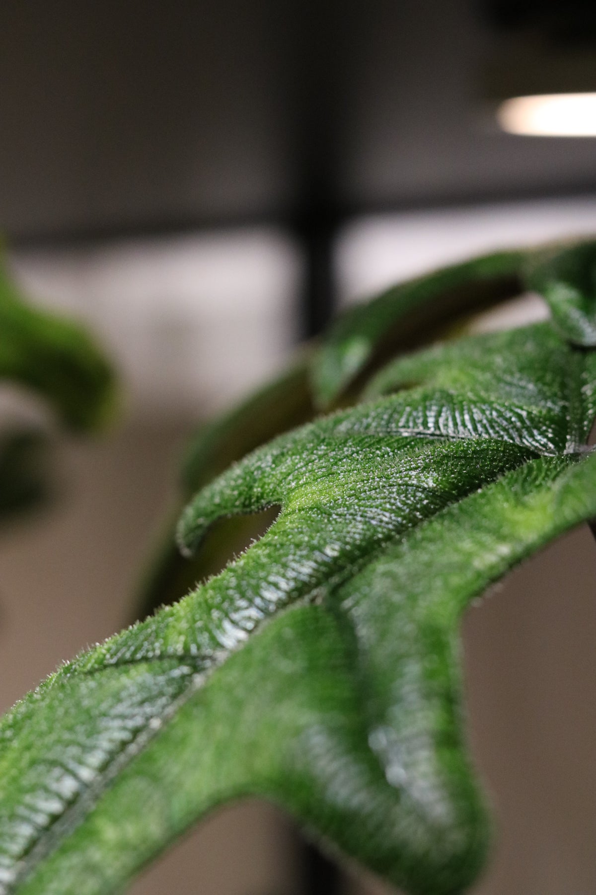 Alocasia Zebrina
