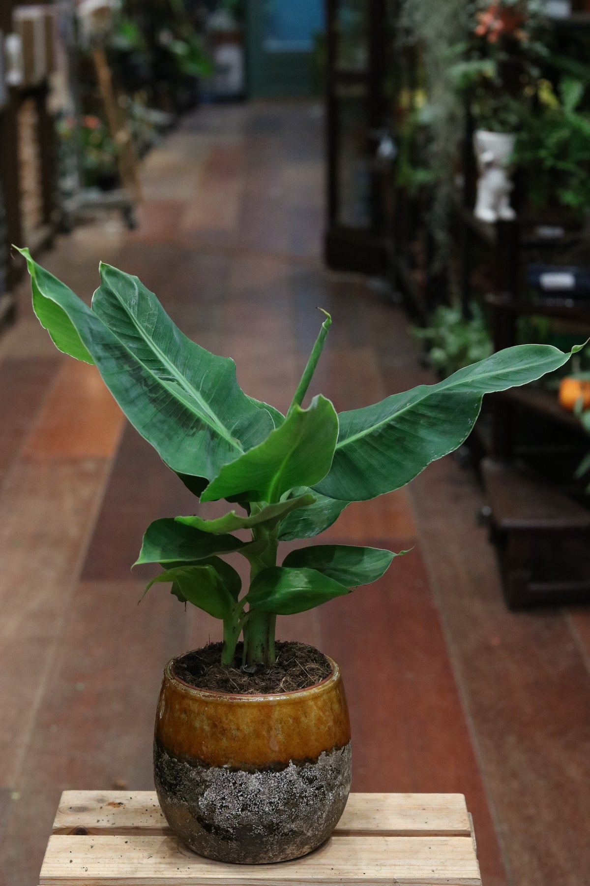 Musa Banana Plant
