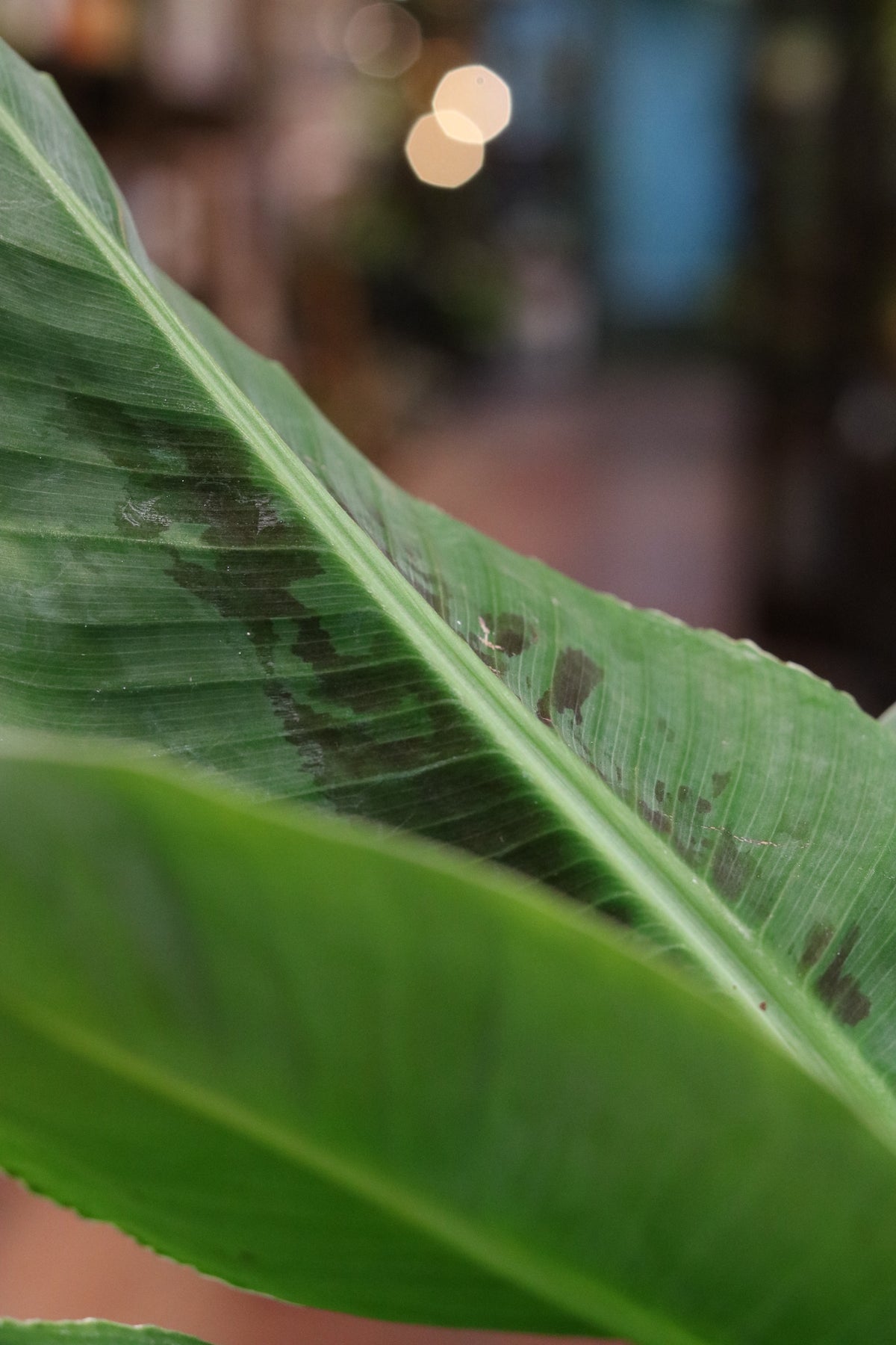Musa Banana Plant