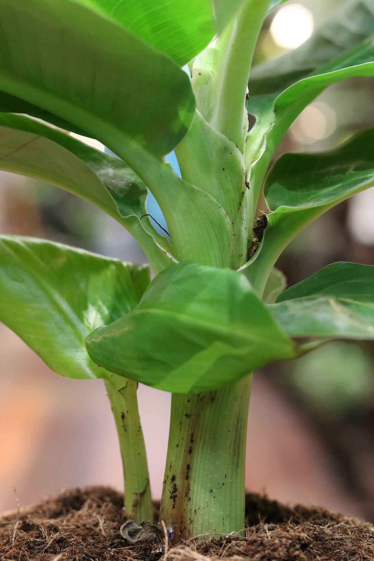 Musa Banana Plant
