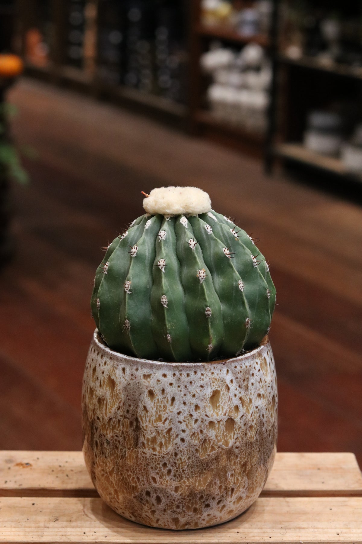 Melocactus Maxonii Inermis Cactus