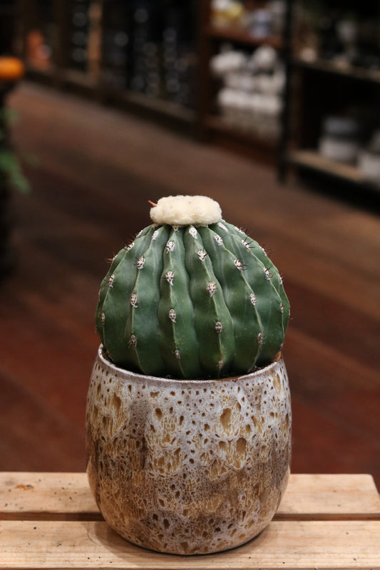 Melocactus Maxonii Inermis Cactus