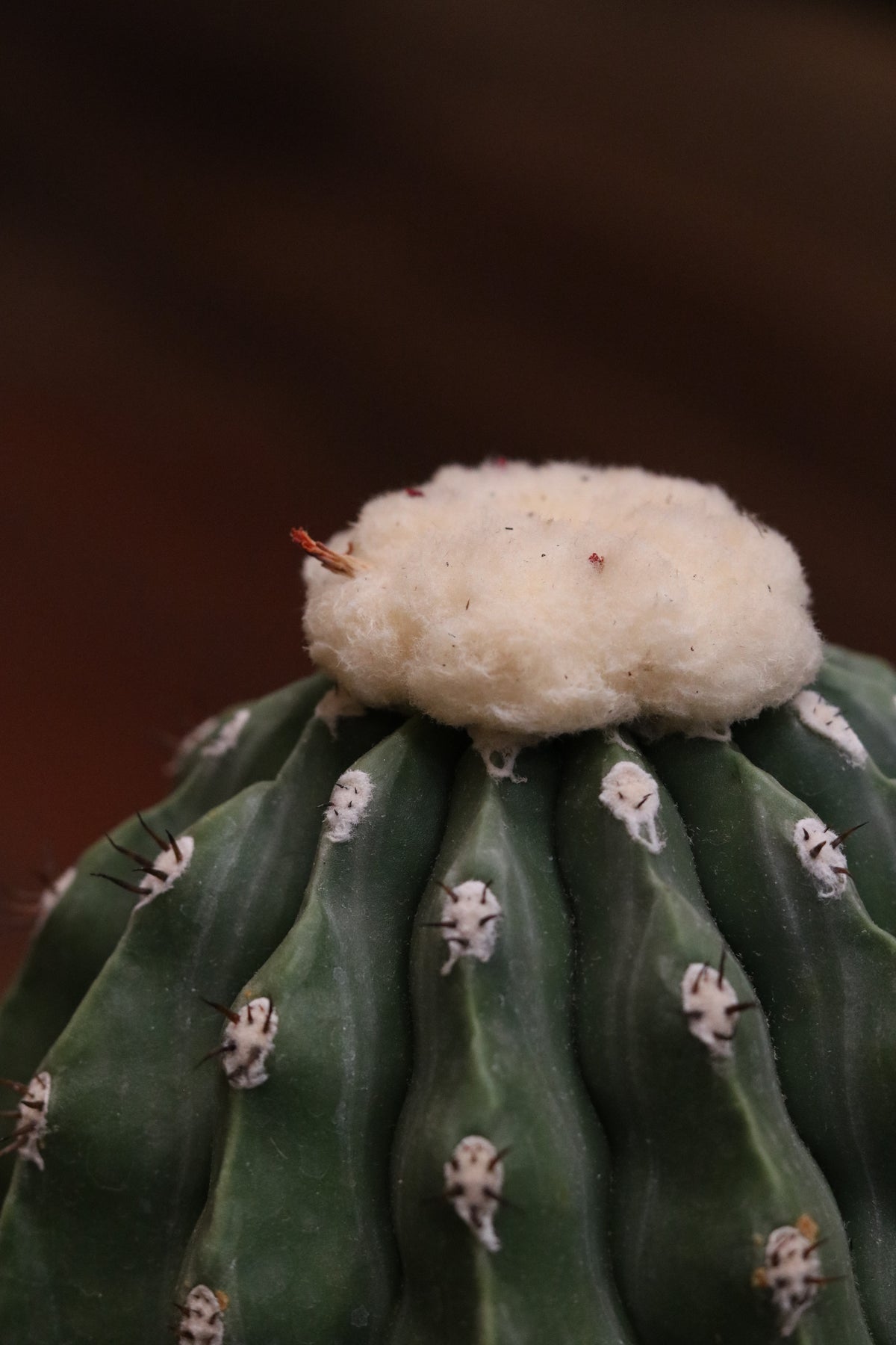 Melocactus Maxonii Inermis Cactus