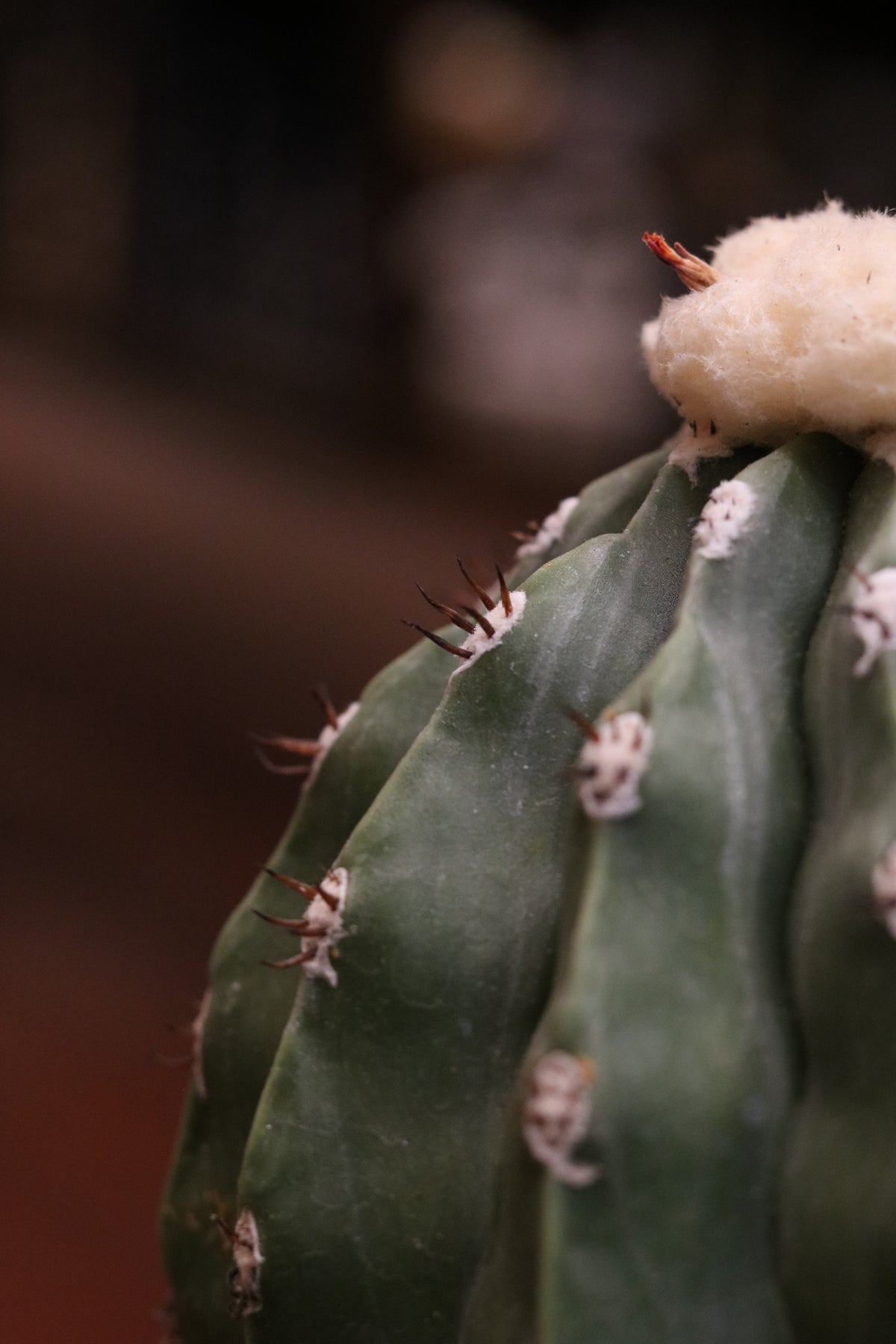 Melocactus Maxonii Inermis Cactus