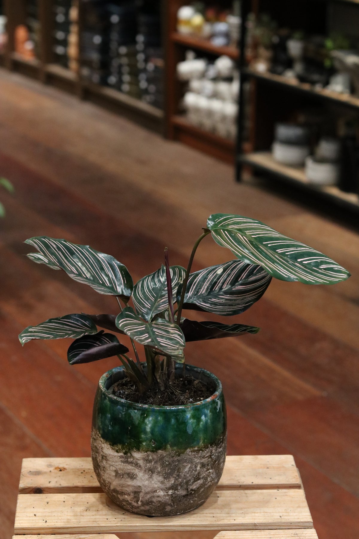 Calathea Sanderiana Ornata