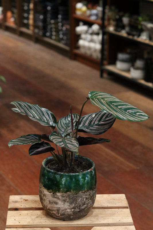 Calathea Sanderiana Ornata