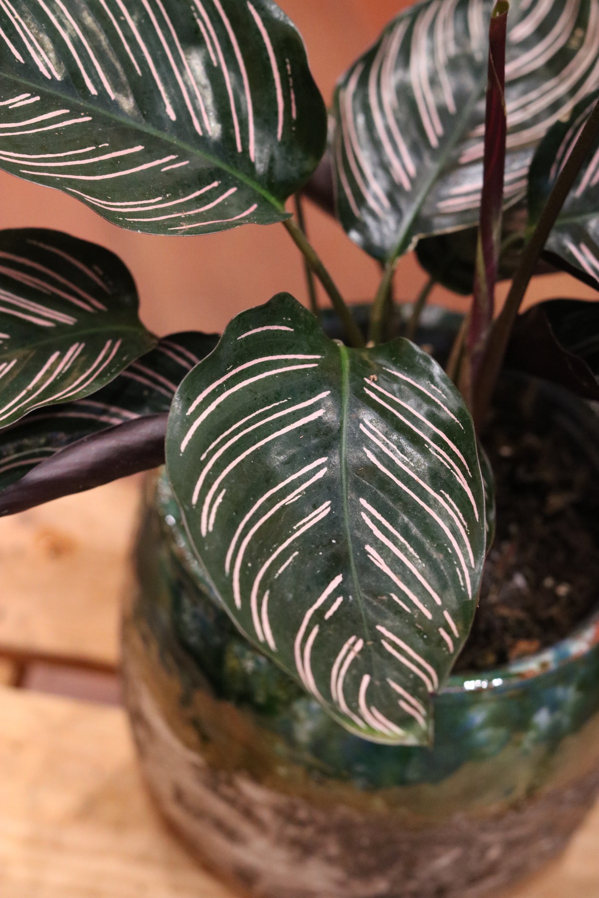 Calathea Sanderiana Ornata