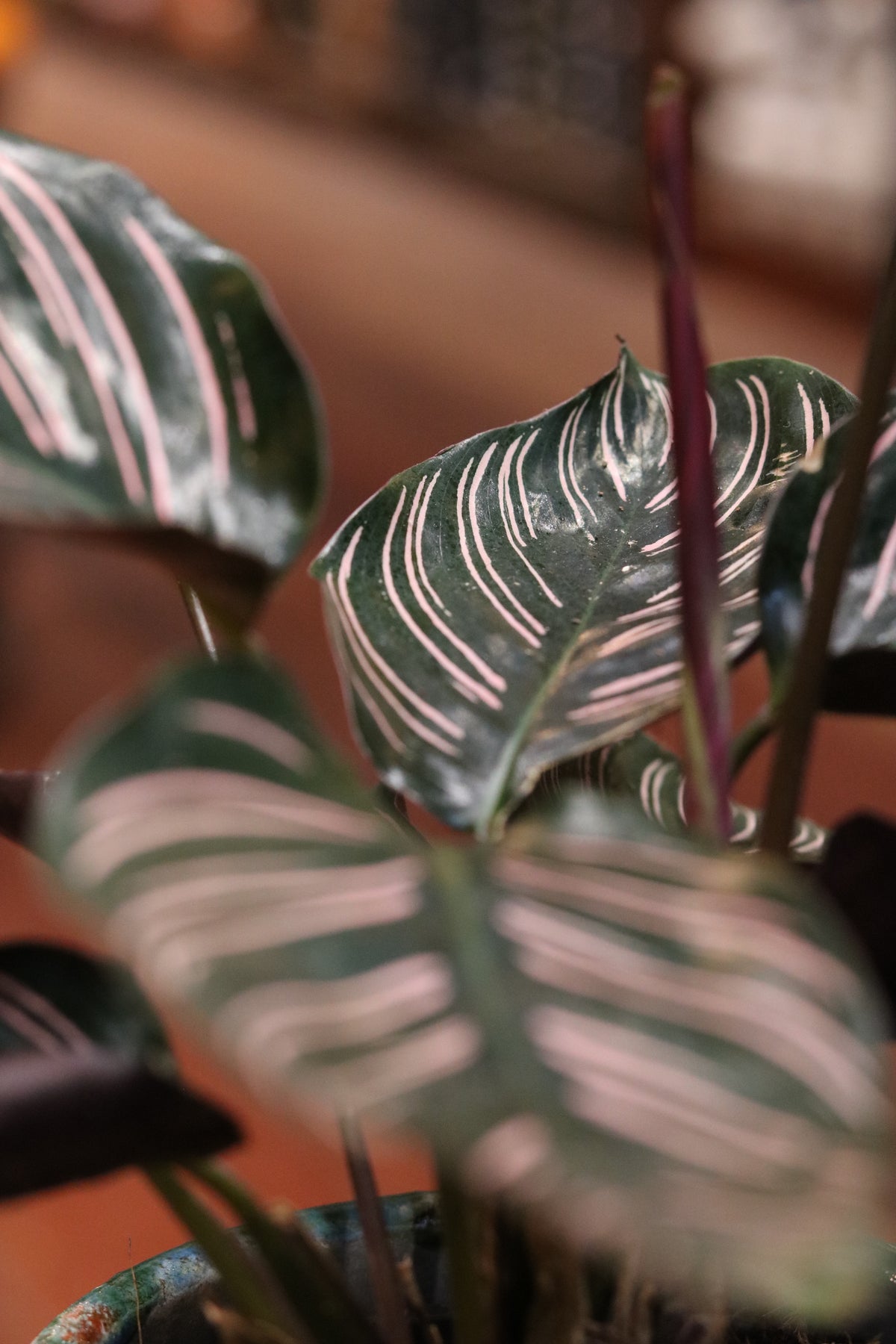 Calathea Sanderiana Ornata