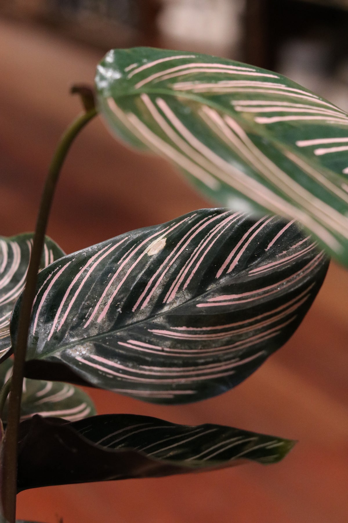 Calathea Sanderiana Ornata